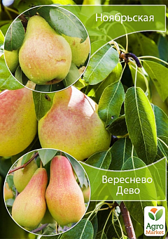 Дерево-сад Груша "Вересневе Дево+Ноябрьская" 1
