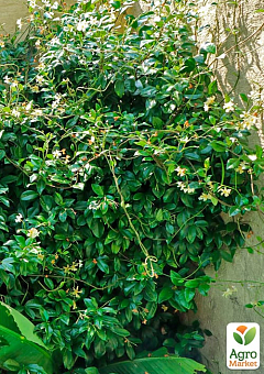 LMTD Трахелоспермум "Jasminoides" висота 50-70см21