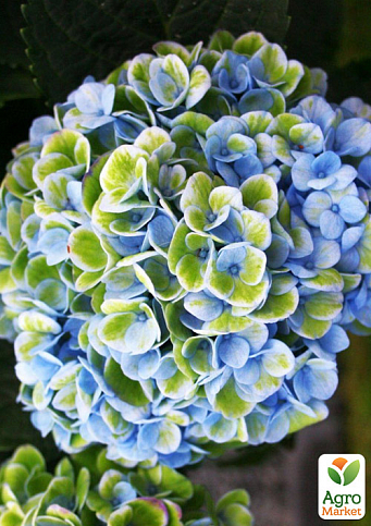 LMTD Гортензия крупнолистная цветущая 2-х летняя "Magical Revolution Blue" (20-30см) - фото 5