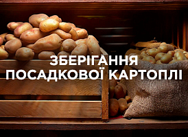 Зберігання посадкової картоплі: як доглядати до висадки | Agro-market