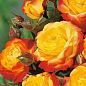 Роза полиантовая "Румба" (саженец класса АА+) высший сорт