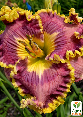 Лілійник "Going Big Time" (сортовий, вкорінений в контейнері С1,2)