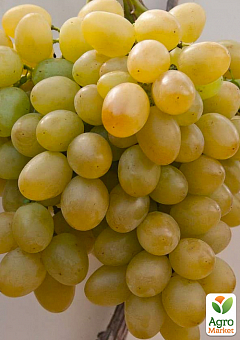 Виноград "Мускат Оттонель №9" (винний сорт, середній термін дозрівання, має неповторний мускатний присмак)2