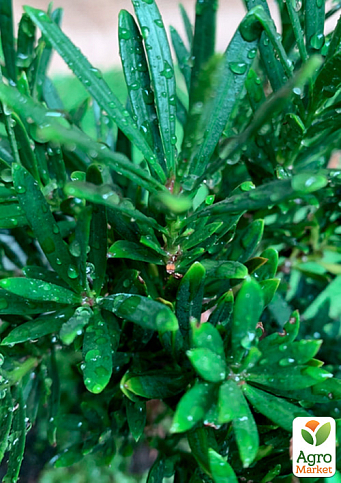 Бонсай "Podocarpus" высота 25-35см - фото 5