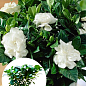 Гардения жасминовидная "Fortune" (Gardenia jasminoides)