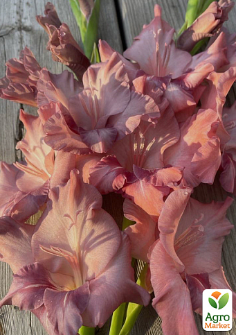 Гладиолус "Rusty Chestnut"  - фото 4