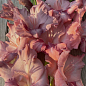 Гладиолус "Rusty Chestnut" 