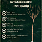 Мигдаль декоративний "Білий парус" на штамбі (вік від 2-х років, висота 150-190см)