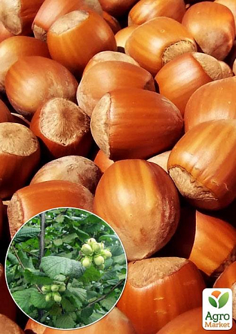 Эксклюзив! Фундук коричневый с оберткой красного цвета "Танго" (Tango) (премиальный очень вкусный сорт, перекрёстное опыление, садить по 2 шт)