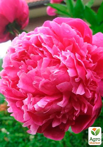 Півонія трав'яниста "Pink" 1шт в упаковці