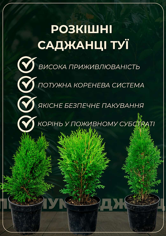 Туя 3-х летняя западная "Salland" С3, высота 70-80см