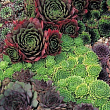 Молодило (микс) `Sempervivum` (контейнер Р9)