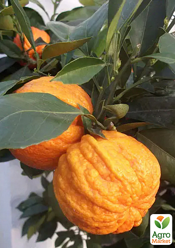 LMTD Померанец на штамбе с плодом 5-и летний "Сanaliculata" (70-80см) - фото 5