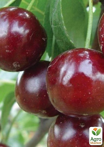 Вишня "Встреча" (летний сорт, ранний срок созревания)