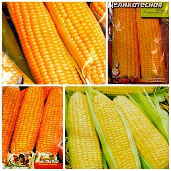 Комплект семян кукурузы "Сахарный деликатес" 5уп