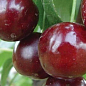 Вишня "Встреча" (летний сорт, ранний срок созревания)