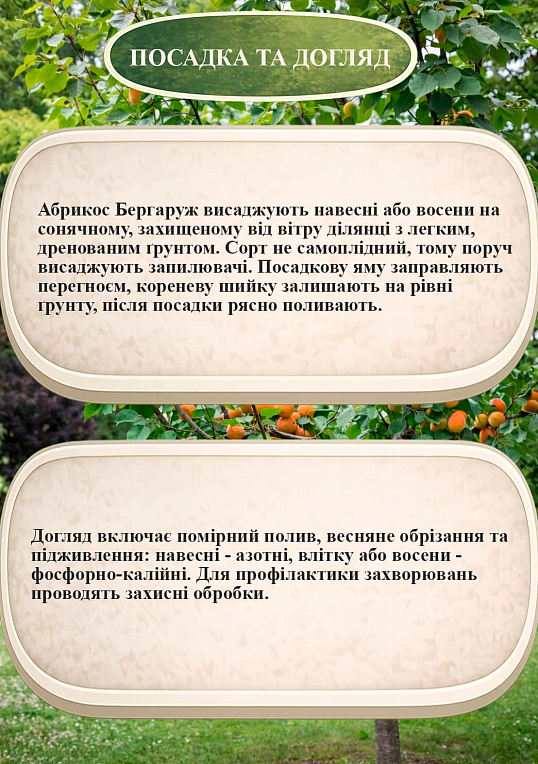 Эксклюзив! Абрикос "Бергаруж" (Bergarouge) (крупноплодный, средний срок созревания) - фото 2