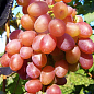 Виноград "Симпатия" (средний срок созревания, стабильный высокий урожай - более 6 кг с одного куста) цена