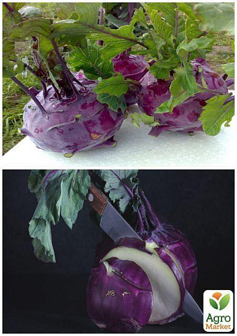 На вагу Капуста кольрабі "Віолетта" ТМ "Весна" ціна за 2г - фото 3