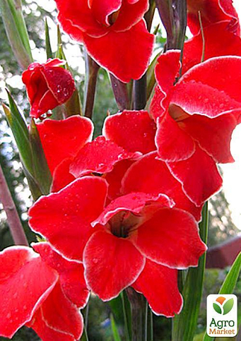 Гладіолус Нанус "Atom" 3шт - фото 4