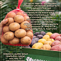 Картопля "Арізона" насіннєва рання (1 репродукція) 1кг цена