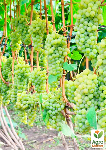 Виноград вегетирующий винный "Цитрон Магарача"  - фото 4