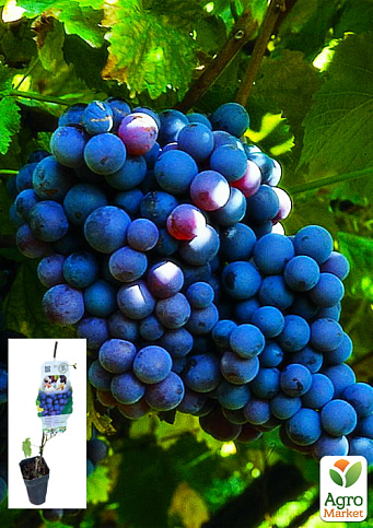 LMTD Виноград "Frankental" (сортовий, укорінений)