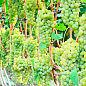 Виноград вегетирующий винный "Цитрон Магарача" 