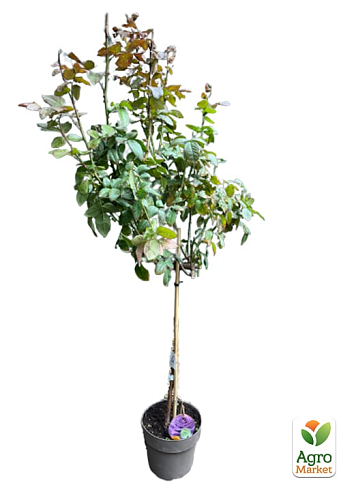 LMTD Троянда на штамбі 5-ти річна "Royal Purple" (укорінений саджанець у горщику, висота 130-150см) - фото 7