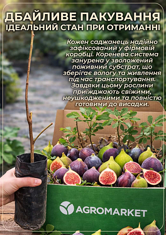 Эксклюзив! Инжир светло-зеленый "Смоковница" (Fig tree) (премиальный, самоопыляемый, ремонтантный сорт) - фото 3