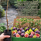 Эксклюзив! Инжир светло-зеленый "Смоковница" (Fig tree) (премиальный, самоопыляемый, ремонтантный сорт) цена