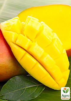 Манго (Mangifera indica)15