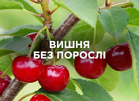 Вишня без порослі: як уникнути зайвих пагонів | Agro-market
