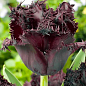 Тюльпан "Black Jewel" 