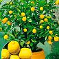 Лимон "Дженоа" (карликовый сорт)