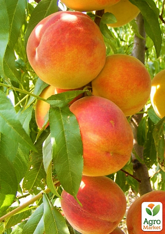 Персик "Улюбленець" (літній сорт, среднепозднего терміну дозрівання) - фото 5