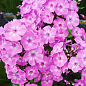 Флокс багаторічний "Anastasia"