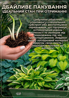 Хоста "Guacamole" 7