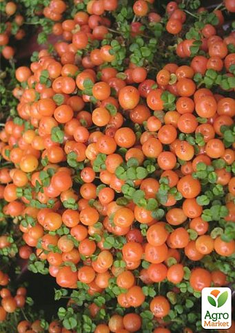 LMTD Нертера "Astrid" з плодами (висота 15-25см) - фото 7