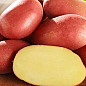 Насіннєвий рання картопля "Альваро" (на жарку, 1 репродукція) 1кг