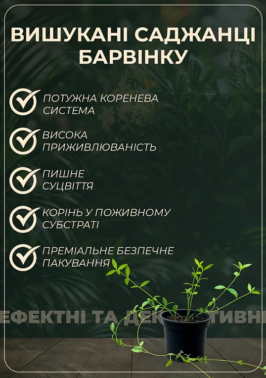 Барвінок малий "Atropurpurea" вазон С3