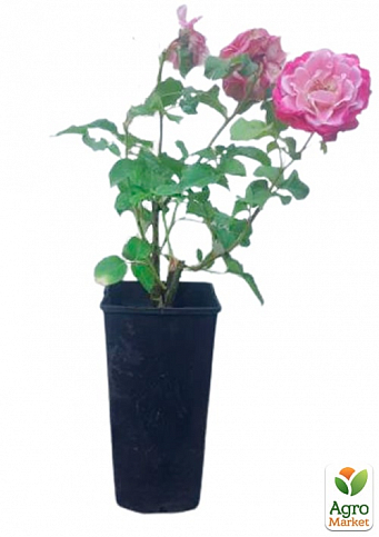 Троянда в контейнері англійська "Agnes Schilliger" (саджанець класу АА+) - фото 2