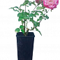 Троянда в контейнері англійська "Agnes Schilliger" (саджанець класу АА+) купить