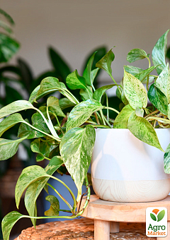 Эпипремнум "Marble Queen" 20-30см1