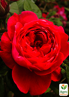 Троянда англійська "Бенжамін Бріттен" (Benjamin Britten) (саджанець класу АА +) вищий сорт1