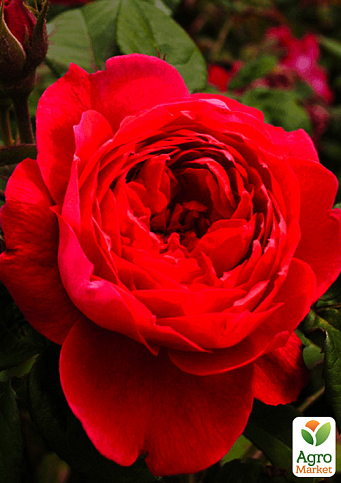 Роза английская "Бенжамин Бриттен" (Benjamin Britten) (саженец класса АА+) высший сорт
