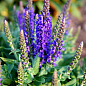 Шалфей Дубравный "Sensation Sky Blue"