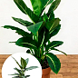 Дифенбахія (Dieffenbachia) "Green Magic" висота 40-60см