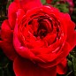 Роза английская "Бенжамин Бриттен" (Benjamin Britten) (саженец класса АА+) высший сорт