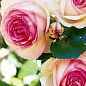 Троянда плетиста "Eden Rose" (саджанець класу АА +) вищий сорт цена